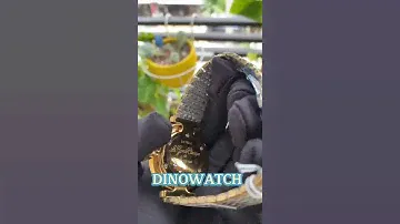 DINO WATCH |đồng hồ longines dây demi mặt la mã | DINO WATCH - ĐỒNG HỒ THỜI TRANG