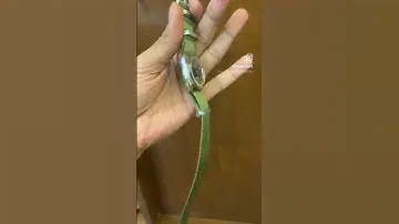 ShawStraps Green Seatbelt Nato Strap
